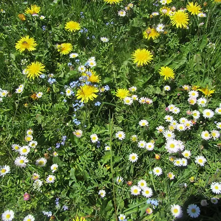 Hannas Alpengruss & Apartamento *