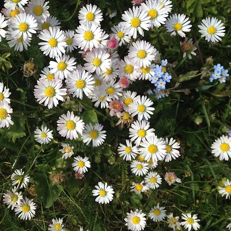 Daire Hannas Alpengruss & *